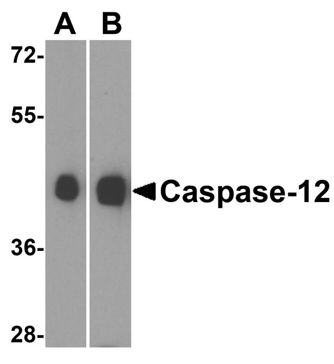 Caspase 12 Antibody in Western Blot (WB)