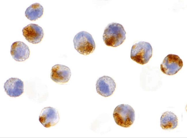 NAIP Antibody in Immunocytochemistry (ICC/IF)