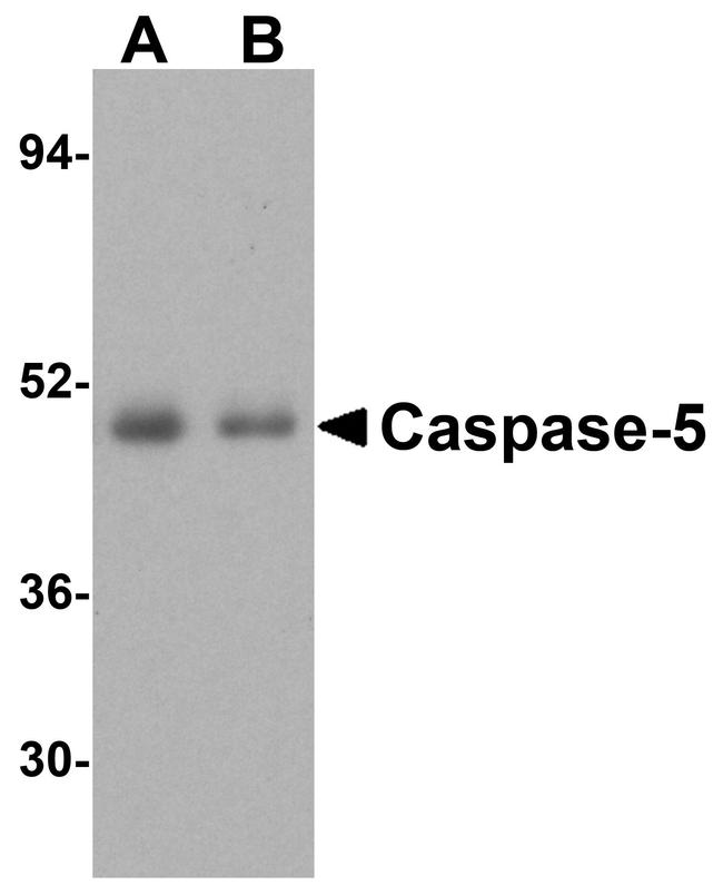 Caspase 5 Antibody in Western Blot (WB)