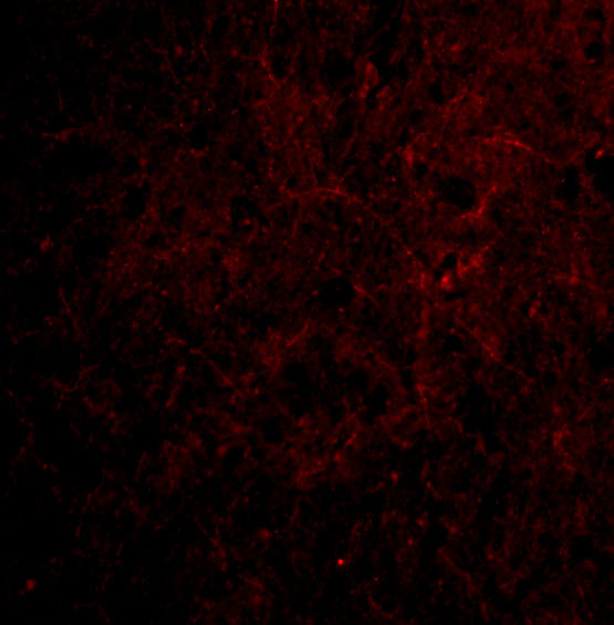 CTRP6 Antibody in Immunocytochemistry (ICC/IF)