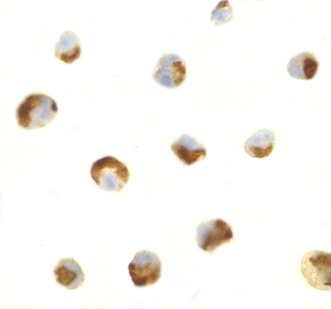 CTRP7 Antibody in Immunocytochemistry (ICC/IF)