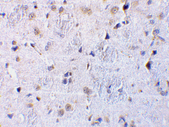CTRP7 Antibody in Immunohistochemistry (IHC)