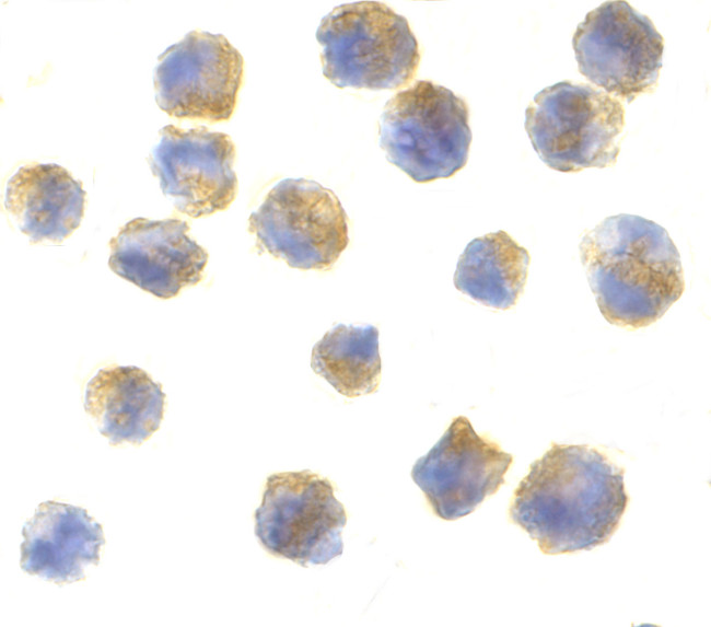 Precerebellin Antibody in Immunocytochemistry (ICC/IF)