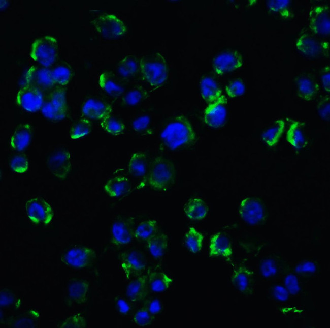 NGFR Antibody in Immunocytochemistry (ICC/IF)