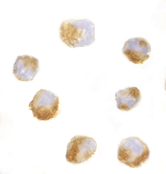 AES Antibody in Immunocytochemistry (ICC/IF)