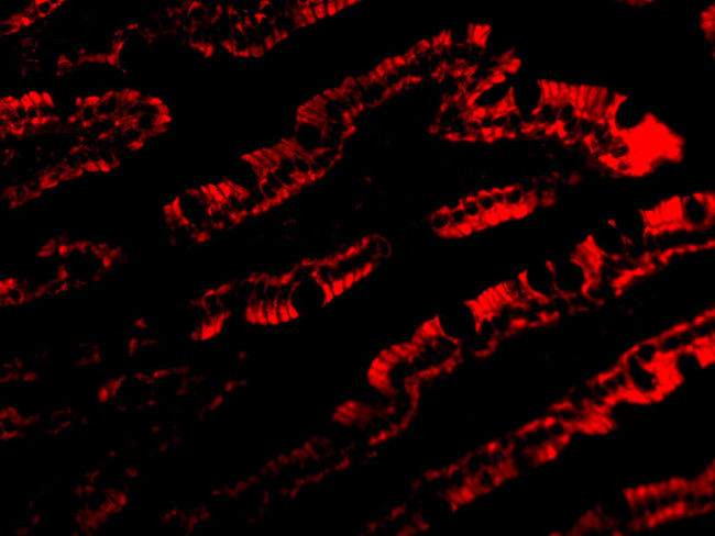 PIST Antibody in Immunocytochemistry (ICC/IF)
