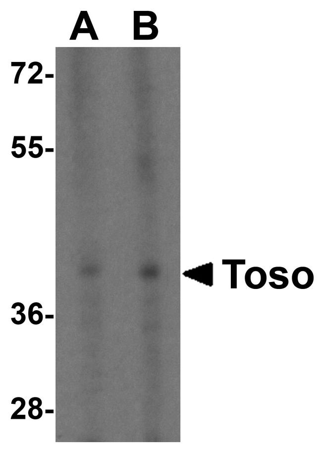 FAIM3 Antibody in Western Blot (WB)