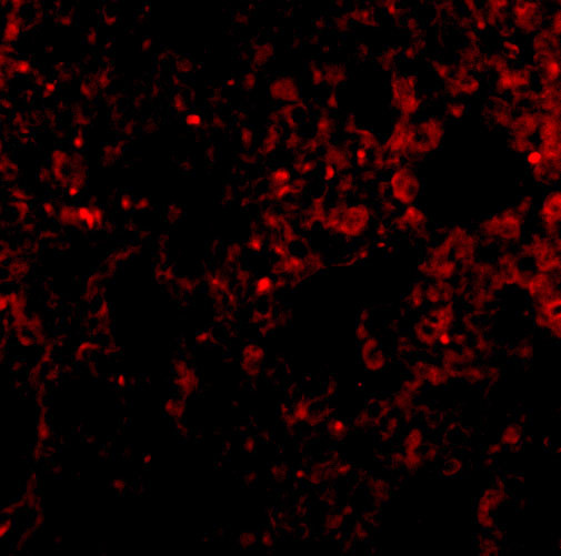 PEN2 Antibody in Immunocytochemistry (ICC/IF)