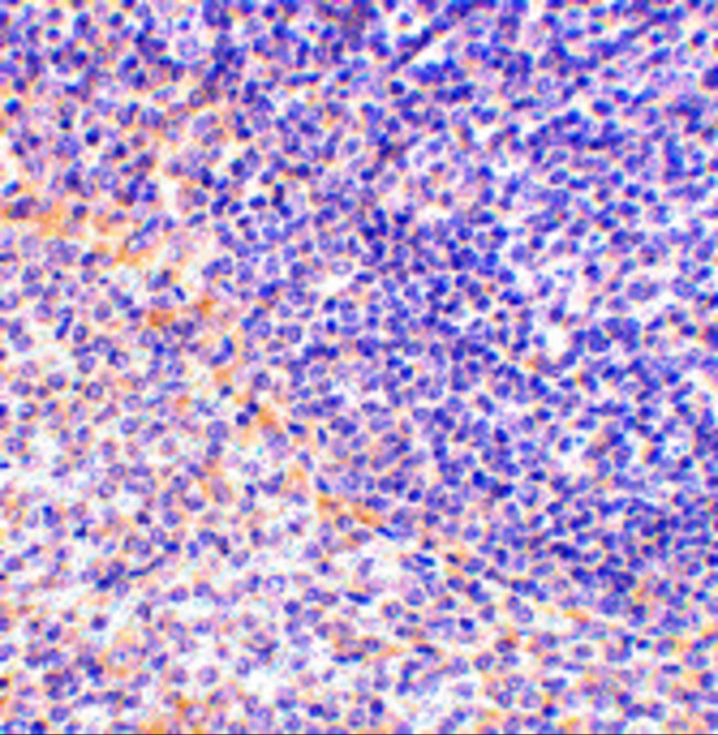 FAF1 Antibody in Immunohistochemistry (IHC)
