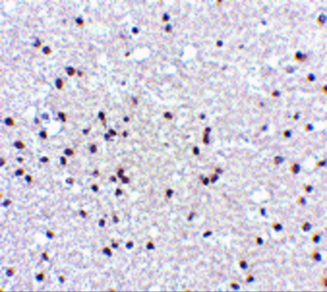 NPAS3 Antibody in Immunohistochemistry (IHC)