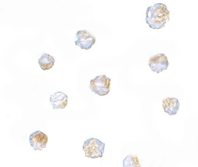 ORAI3 Antibody in Immunocytochemistry (ICC/IF)