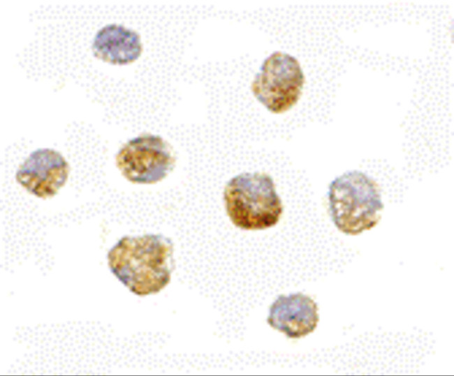 HUWE1 Antibody in Immunocytochemistry (ICC/IF)