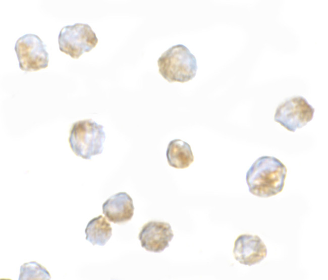 ORAI3 Antibody in Immunocytochemistry (ICC/IF)