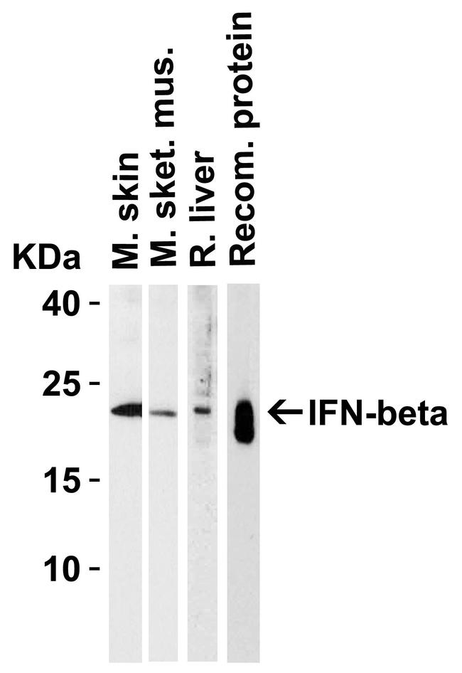 IFN beta Antibody in Western Blot (WB)