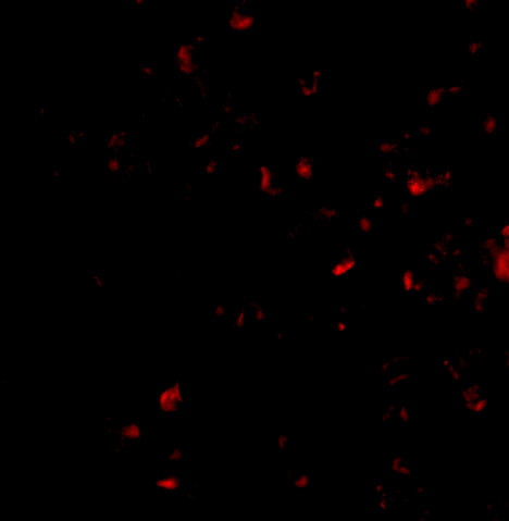 MORF4 Antibody in Immunocytochemistry (ICC/IF)