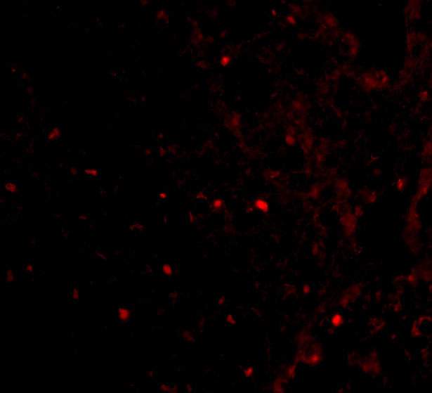 RAP80 Antibody in Immunocytochemistry (ICC/IF)