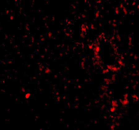 TEM7 Antibody in Immunocytochemistry (ICC/IF)