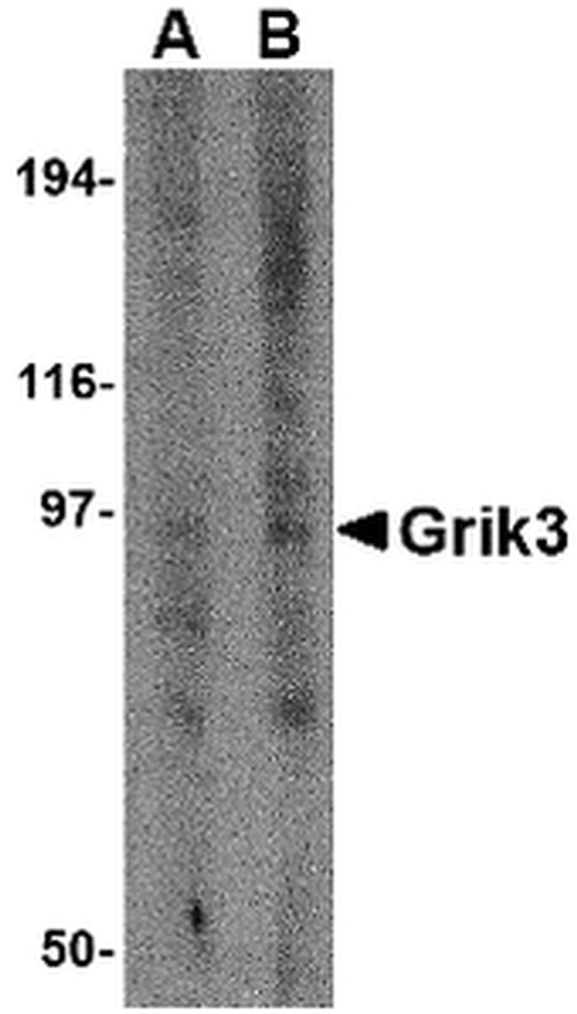 GluR7 Antibody in Western Blot (WB)