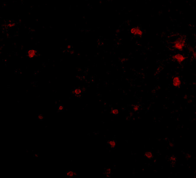 FEZ2 Antibody in Immunohistochemistry (IHC)