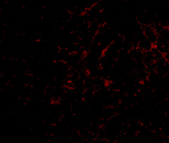 PLXDC2 Antibody in Immunocytochemistry (ICC/IF)