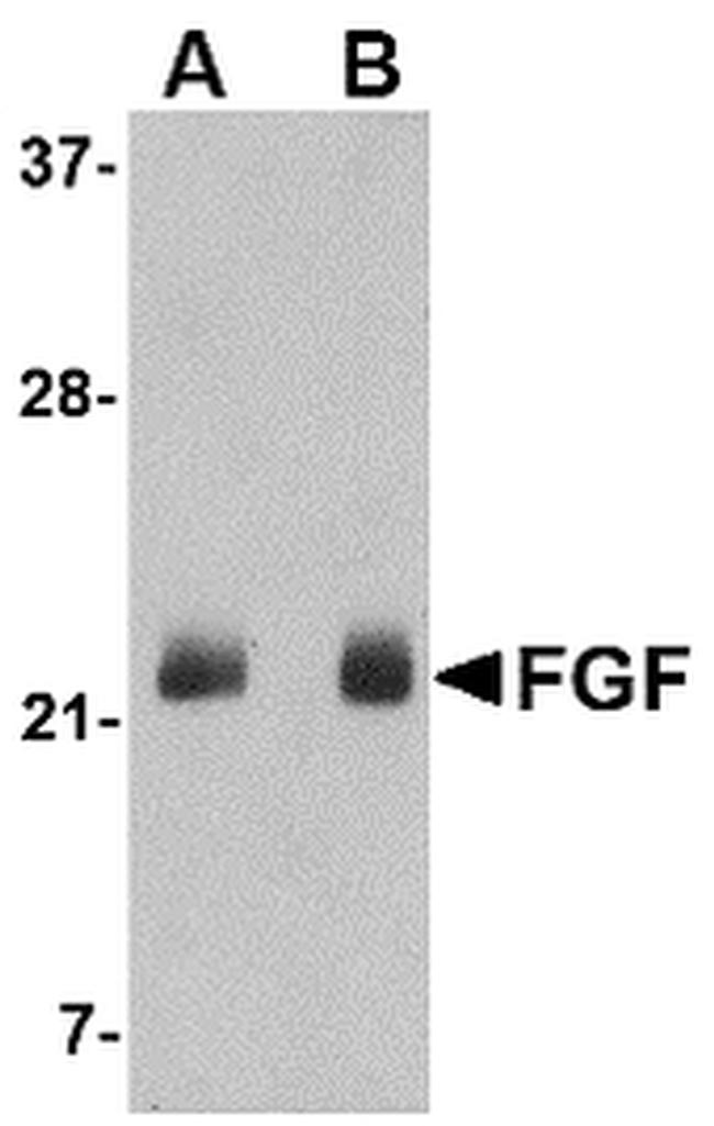 FGF4 Antibody in Western Blot (WB)
