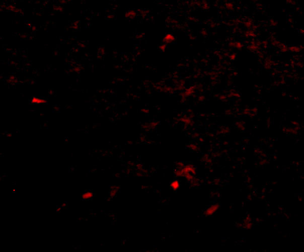 NIPSNAP1 Antibody in Immunocytochemistry (ICC/IF)