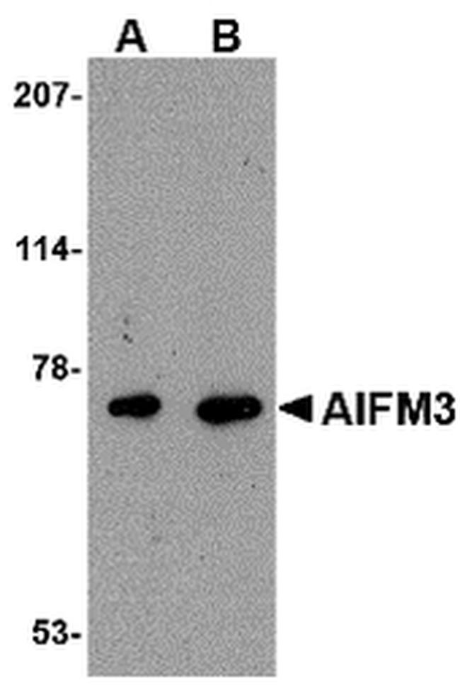 AIFM3 Antibody in Western Blot (WB)