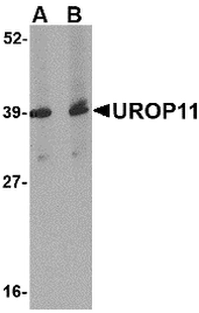 APBA1 Antibody in Western Blot (WB)