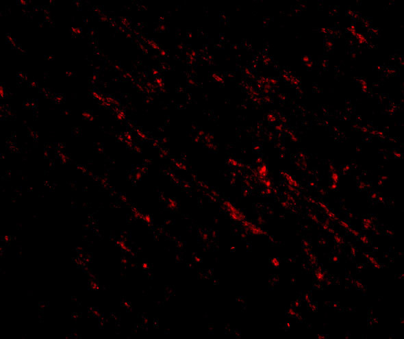 NANOS1 Antibody in Immunohistochemistry (IHC)