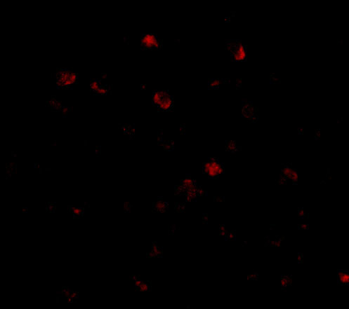 NUP160 Antibody in Immunocytochemistry (ICC/IF)