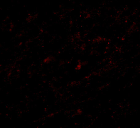 Lass5 Antibody in Immunocytochemistry (ICC/IF)