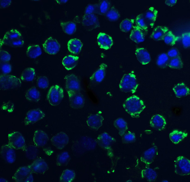 DNAL1 Antibody in Immunocytochemistry (ICC/IF)