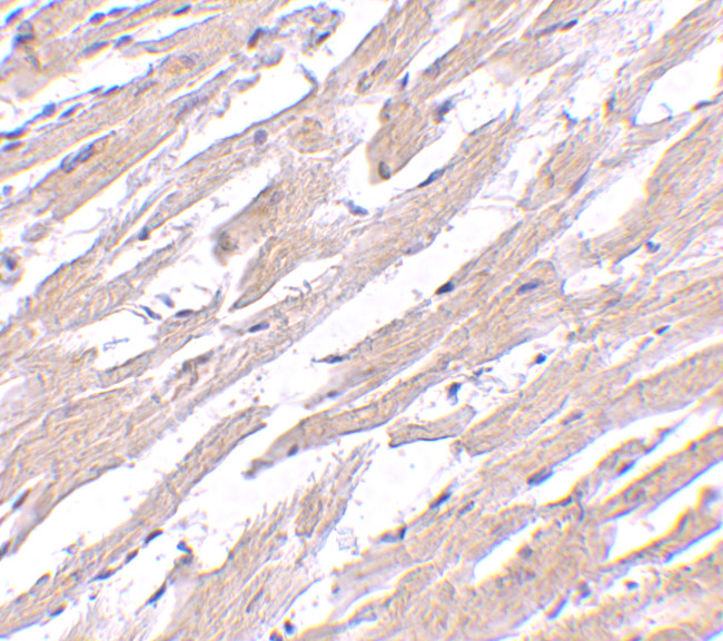 POFUT1 Antibody in Immunohistochemistry (IHC)