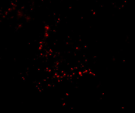 TRIM30 Antibody in Immunocytochemistry (ICC/IF)
