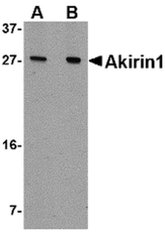 Akirin1 Antibody in Western Blot (WB)