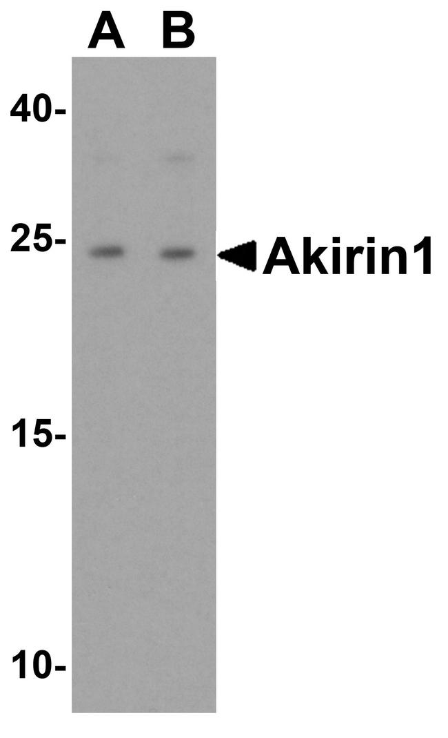 Akirin1 Antibody in Western Blot (WB)