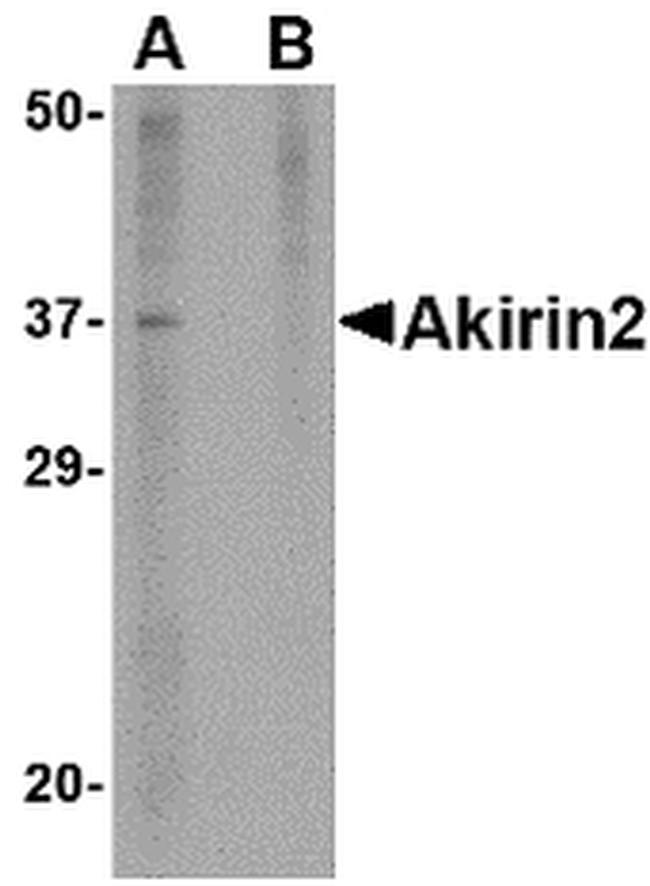 Akirin2 Antibody in Western Blot (WB)