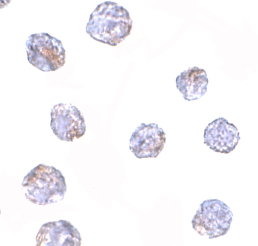 MARCH8 Antibody in Immunocytochemistry (ICC/IF)