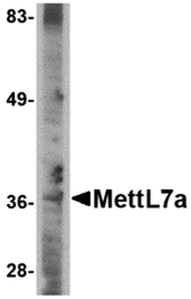 METTL7A Antibody in Western Blot (WB)