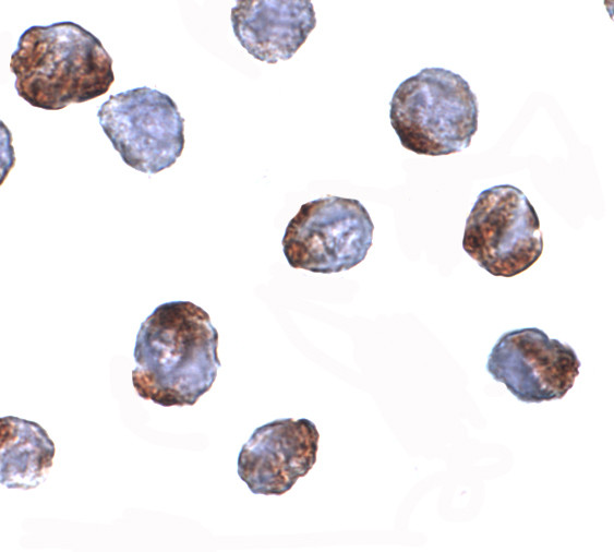 METTL7A Antibody in Immunocytochemistry (ICC/IF)