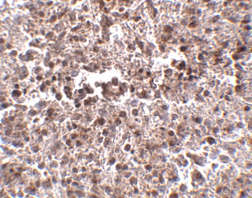 METTL7B Antibody in Immunohistochemistry (IHC)