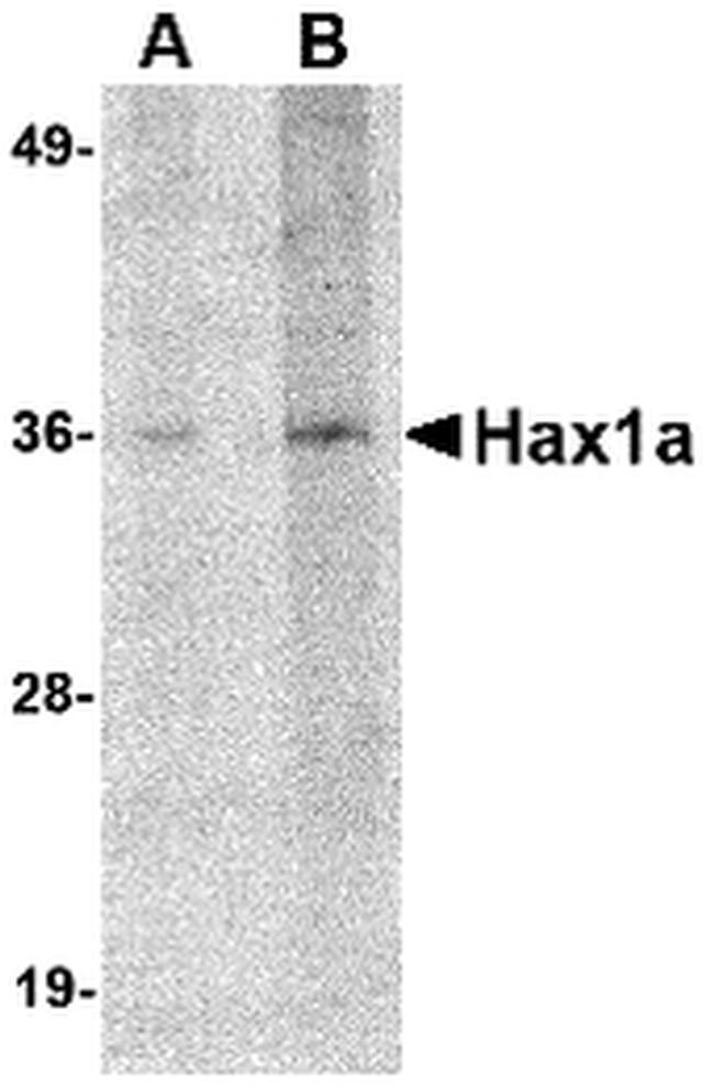 HAX1a Antibody in Western Blot (WB)