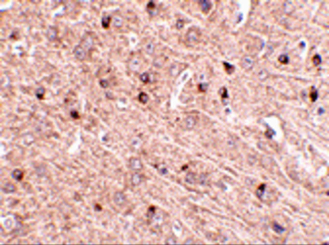 TOM70 Antibody in Immunohistochemistry (Paraffin) (IHC (P))