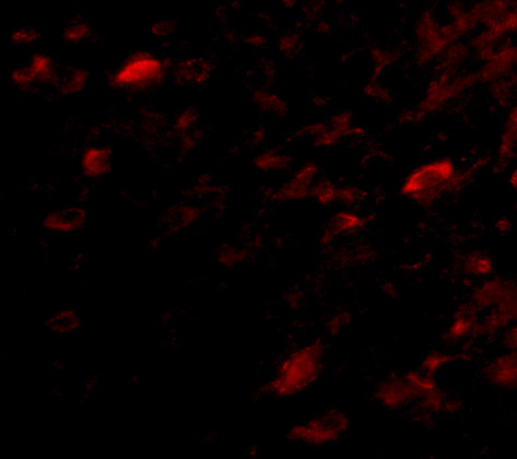 NIPSNAP3A Antibody in Immunocytochemistry (ICC/IF)