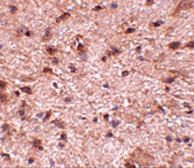 NIPSNAP3B Antibody in Immunohistochemistry (IHC)