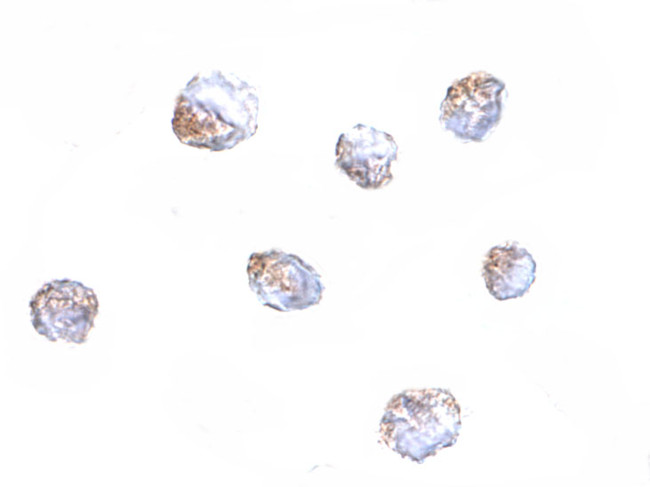 KLRA1 Antibody in Immunocytochemistry (ICC/IF)