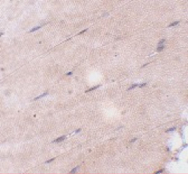 FNIP2 Antibody in Immunohistochemistry (IHC)