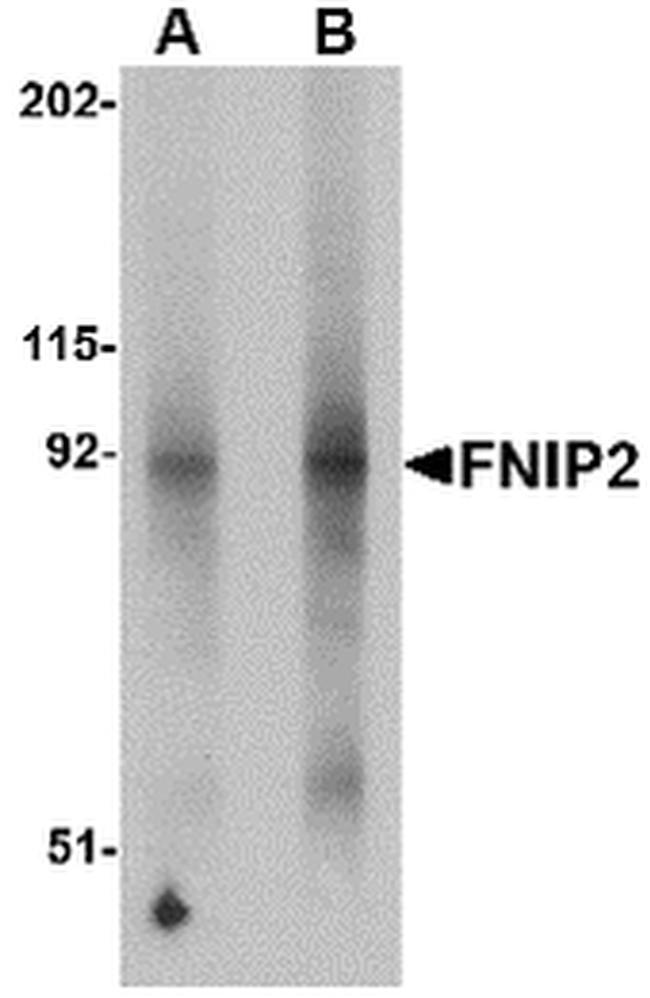FNIP2 Antibody in Western Blot (WB)