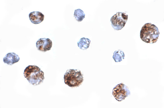 OTUD4 Antibody in Immunocytochemistry (ICC/IF)