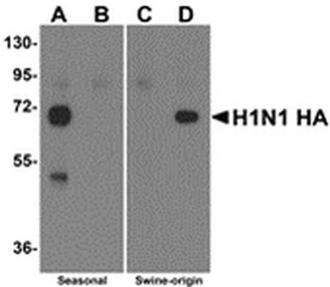 Swine Influenza H1N1 HA Antibody in Western Blot (WB)